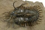 Short-Fork Walliserops Hammi Trilobite - Foum Zguid, Morocco #345190-2